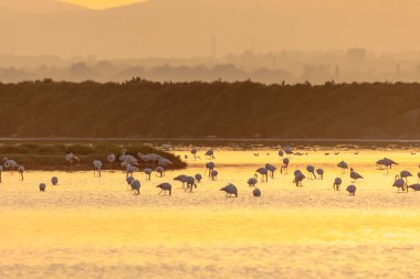 Gün batımında bir flamingo sürüsü Montpellier yakınlarındaki Etang de Perols sularında altın ışıkta.