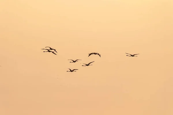 Eine Schar Flamingos Bei Sonnenuntergang Goldenen Licht Wasser Des Etang — Stockfoto