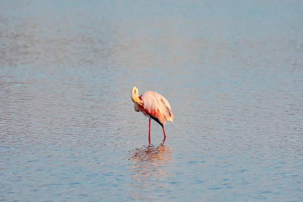 Greater Flamingo Standing Water Aigues Mortes Wetlands Camarque Royalty Free Stock Photos