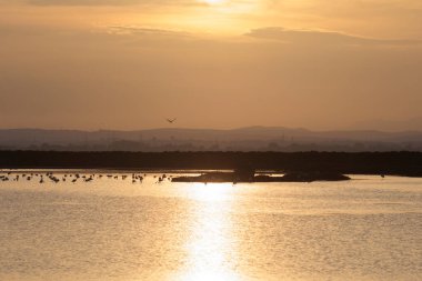 Gün batımında bir flamingo sürüsü Montpellier yakınlarındaki Etang de Perols sularında altın ışıkta.