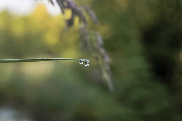 Крихітні Краплі Води Загостреному Листі Осаду Березі Струмка — стокове фото