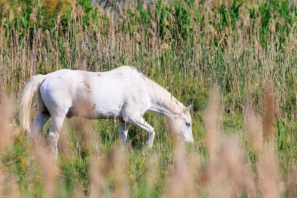 Adulto Dois Adolescentes Cavalos Brancos Carmarque Galopando Através Prado Verde — Fotografia de Stock