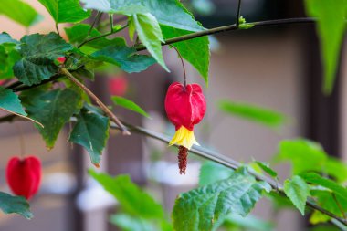 Fransa 'nın Montpellier şehrinin şehir merkezinde bir Abutilon megapotamyasının çiçeği