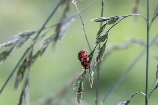 Close Ladybug Sitting Grass Flower Panicle Forest — Stock Photo, Image