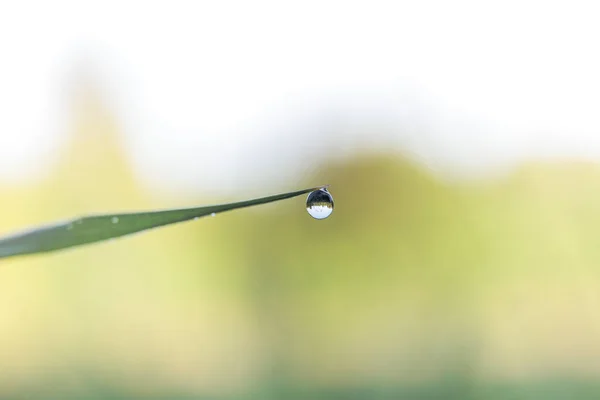Крихітні Краплі Води Загостреному Листі Осаду Березі Струмка — стокове фото