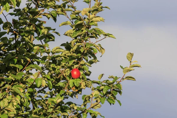 Red Apple Ready Harvest Apple Tree Front Dark Blue Sky — Foto de Stock