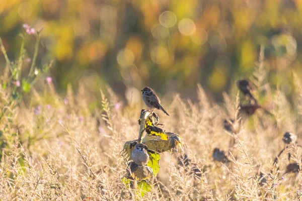 Sperlinge Fressen Auf Einer Verblichenen Sonnenblume Mit Vielen Samen Einem — Stockfoto
