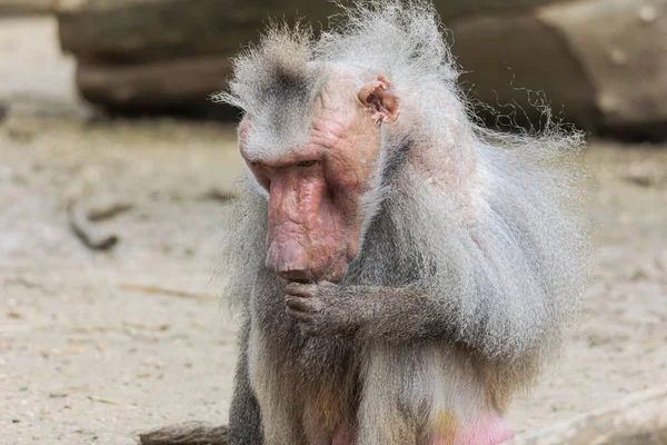 개코원숭이의 — 스톡 사진