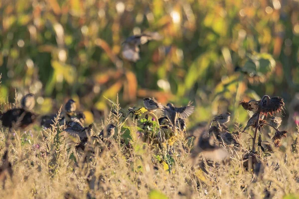 stock image Sparrows forage on a faded sunflower with many seeds in a sunflower field