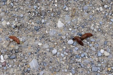 İspanyol sümüklüböcekleri yukarıdan çakıllı bir yolda görünüyor.