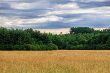 Bulutlu bir günde Augsburg yakınlarındaki Siebenbrunn 'daki ormanın kenarındaki meyve bahçesine bakın.