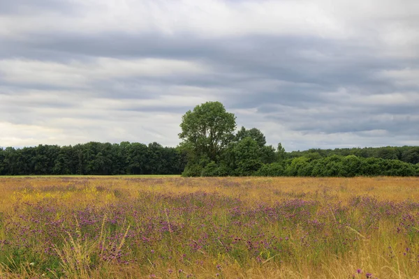 stock image View over the orchard meadows to the edge of the forest in Siebenbrunn near Augsburg on a cloudy day