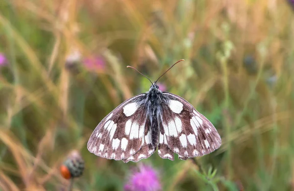 Papillon Damier Trouve Sur Une Plante Chardon Fleurs Bleues Dans — Photo