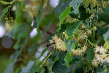 Kireç ağaçları sığ alan derinliğinde çiçek açar.