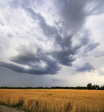 Kara fırtına bulutları gökyüzünde toplanırken toprak bir yol renkli Cornfiel 'i geçip ufka gidiyor.