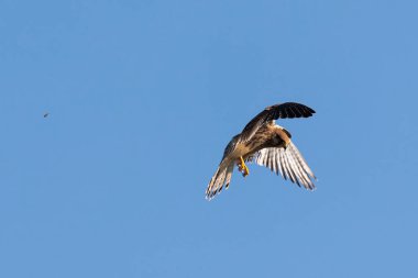 Close up of female kestrel in shaking flight, wings and tail fanned out to maximum in blue sky