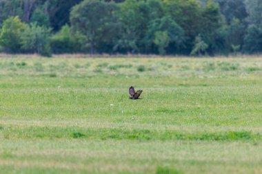 Augsburg yakınlarındaki Siebenbrunn 'da bir akbaba alçaktan uçuyor.