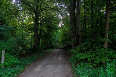Almanya 'nın Augsburg kenti yakınlarındaki Siebenbrunn' da meydana gelen fırtınadan sonra yan yol dallarla kaplıydı.