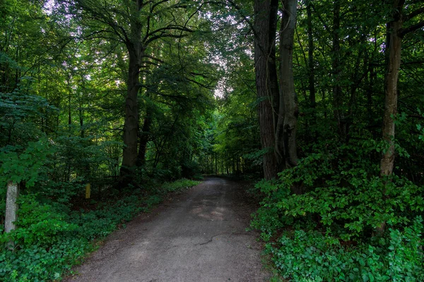 Almanya 'nın Augsburg kenti yakınlarındaki Siebenbrunn' da meydana gelen fırtınadan sonra yan yol dallarla kaplıydı.