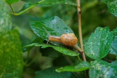 Bir salyangoz ıslak bir yaprağa tırmanır.