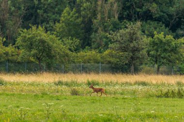 Yalnız bir geyik yeşil bir çayırın üzerinden atlar.