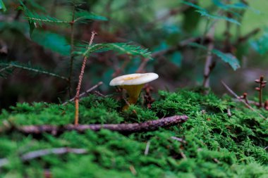 Yosunlu orman zemininde renkli mantarlar
