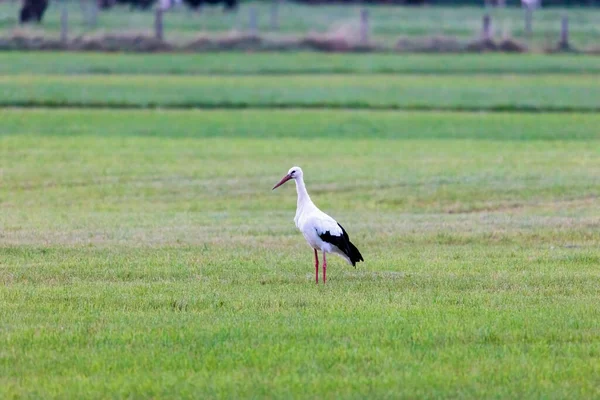 Une Cigogne Blanche Sur Une Prairie Verte Avant Départ Vers — Photo
