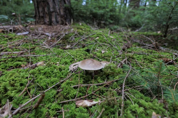 多彩的蘑菇在苔藓丛生的森林地面上 — 图库照片