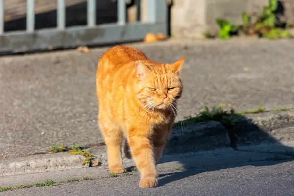 Red Haired British Shorthair Tomcat Stands Garden Gate Looks Critically — Stock fotografie