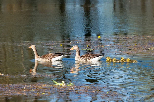 Gęsia Rodzina Dwójką Rodziców Pięcioma Pisklętami Pływa Nad Wodą — Zdjęcie stockowe