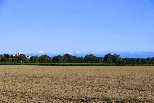 Vista Sobre Campo Trigo Cerca Inningen Baviera Con Cielo Azul — Foto de Stock