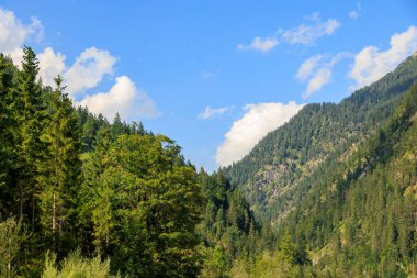 Avusturya 'da Plansee Gölü yakınlarındaki Ammer Vadisi' ndeki orman dağları mavi gökyüzü güneşli bir günde