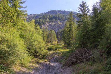 Avusturya 'nın Heiterwang kentindeki ağaçlık bir dağda orman koridoru.