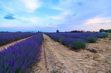 Akşam Carmarque Aigues-Mortes yakınlarında bir lavanta tarlası.