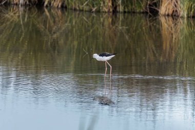 Siyah kanatlı stil. Akşamları yiyecek ararken Carmarque 'daki Etang' ların suyuna yansıyor.