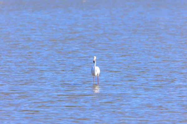 Greater Flamingo Standing Water Aigues Mortes Wetlands Camarque — Stock Photo, Image