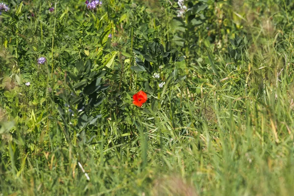 Pojedynczy Czerwony Kwiat Maku Kukurydzianego Kwitnie Wśród Traw Ziół Łąkowych — Zdjęcie stockowe