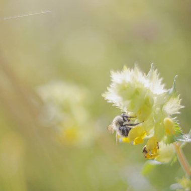 # Çıngıraklı tencerenin yapraklarındaki yabani arı #