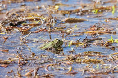 Bir kurbağa gölün kıyısındaki su bitkilerinden dışarı bakar.