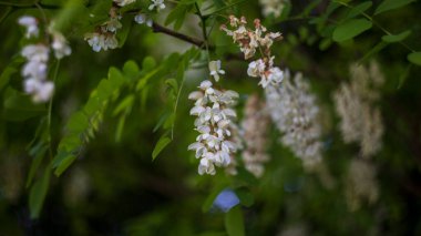 Akasya ağacının beyaz çiçekleri yazın başlarında