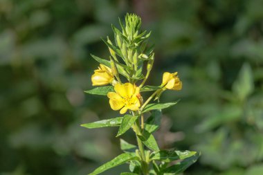 Akşamların sarı çiçekleri