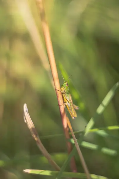 Grasshopper Una Brizna Hierba —  Fotos de Stock