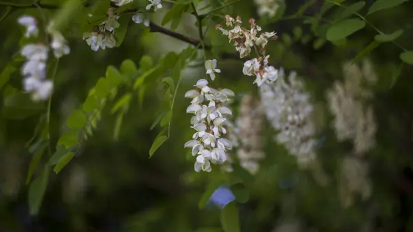 Vita Blommor Blomklasar Akaciaträd Början Sommaren — Stockfoto