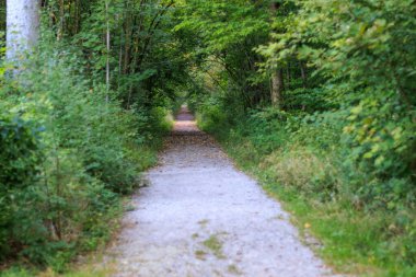 Yol kenarında sonbahar ağaçları olan bir yola güneş ışınları düşer.