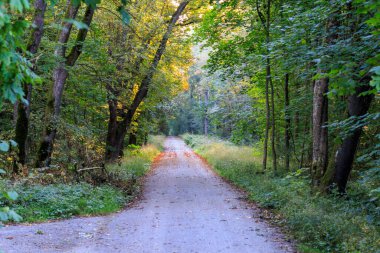 Yol kenarında sonbahar ağaçları olan bir yola güneş ışınları düşer.