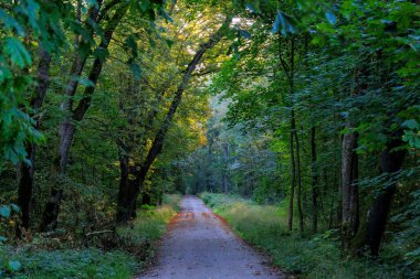 Yol kenarında sonbahar ağaçları olan bir yola güneş ışınları düşer.