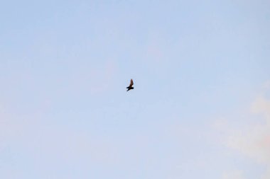 Wittelsbach Parkı 'nın yukarısında gökyüzündeki bulutlar arasında bir yarasa uçuyor.