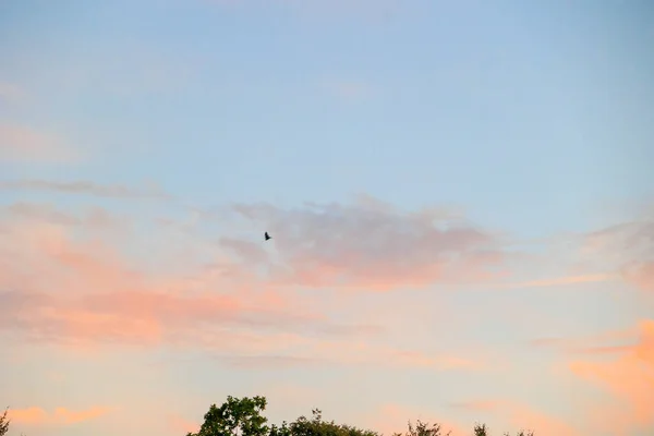 Eine Fledermaus Fliegt Zwischen Wolken Himmel Über Dem Wittelsbacher Park — Stockfoto