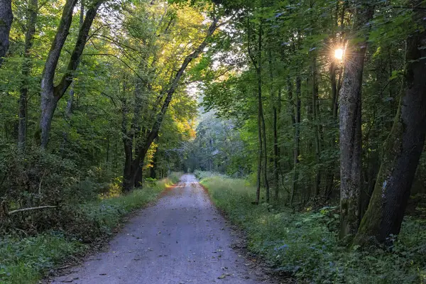 Yol kenarında sonbahar ağaçları olan bir yola güneş ışınları düşer.
