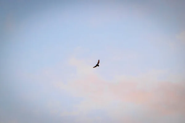 在维特尔斯巴赫公园上方的天空中 一只蝙蝠在云彩之间飞翔 在黄昏的光芒中闪烁着红色的光芒 — 图库照片